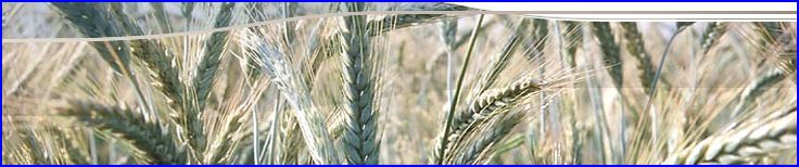 Michas Website mohlrogge.jpg, 25 kB